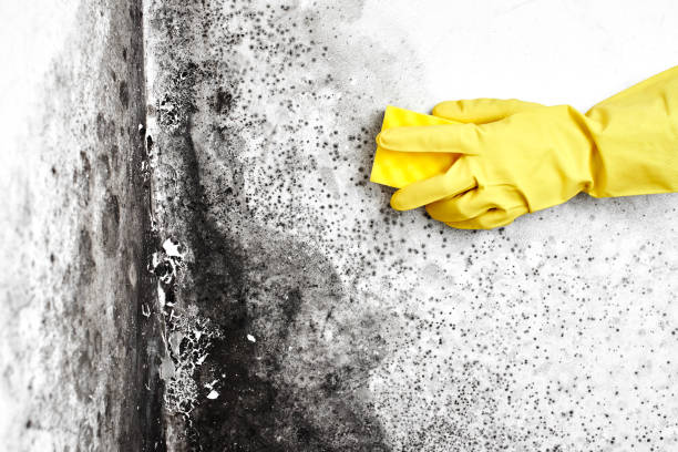 Best Black Mold Remediation in Mulberry, AR