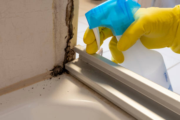 Best Bathroom Mold Remediation in Mulberry, AR