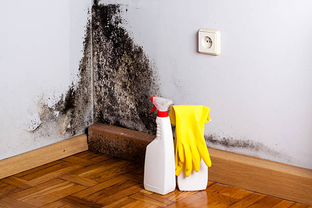 Best Post-Flood Mold Remediation in Mulberry, AR