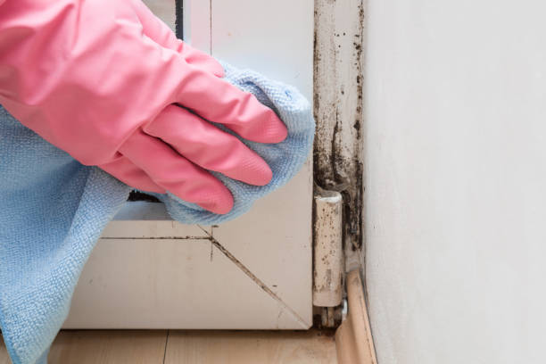 Best Basement Mold Remediation in Mulberry, AR